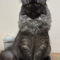 British Longhair, Kedi  Sion fotoğrafı