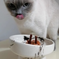 British Shorthair, Kedi  Bulut fotoğrafı