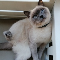 British Shorthair, Kedi  Bulut fotoğrafı