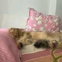 British Longhair, Kedi  Aslan fotoğrafı