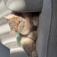 British Longhair, Kedi  Simba fotoğrafı