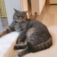 British Shorthair, Kedi  Oscar fotoğrafı