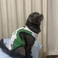 Scottish Fold, Kedi  Çorap fotoğrafı