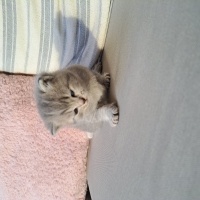Chinchilla, Kedi  Henüz isimleri yok fotoğrafı