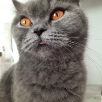 British Shorthair, Kedi  Müezza fotoğrafı