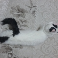 Ankara Kedisi, Kedi  Ceku fotoğrafı