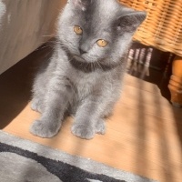 British Shorthair, Kedi  Marvel fotoğrafı