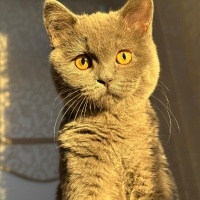 British Shorthair, Kedi  Marvel fotoğrafı