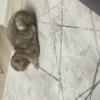 Scottish Fold, Kedi  Mis fotoğrafı