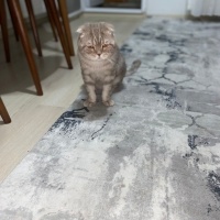 Scottish Fold, Kedi  Mis fotoğrafı