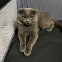 Scottish Fold, Kedi  Duman fotoğrafı