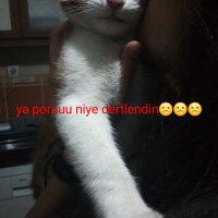 Tekir Kedi, Kedi  Poruş fotoğrafı