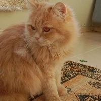 British Longhair, Kedi  Ares fotoğrafı