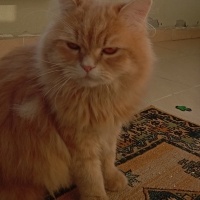 British Longhair, Kedi  Ares fotoğrafı