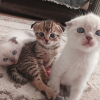 Tekir Kedi, Kedi  Eylül fotoğrafı