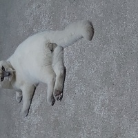 British Shorthair, Kedi  gandalf fotoğrafı