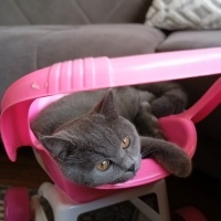 British Shorthair, Kedi  Bücür fotoğrafı