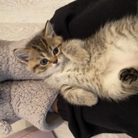 British Shorthair, Kedi  British fotoğrafı