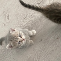 British Shorthair, Kedi  British fotoğrafı