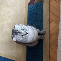 Scottish Fold, Kedi  Gümüş fotoğrafı