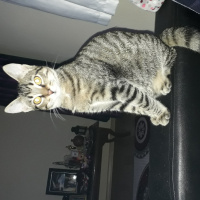 Tekir Kedi, Kedi  Mırmır fotoğrafı
