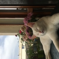 Tekir Kedi, Kedi  Pamuk fotoğrafı