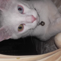 Van Kedisi, Kedi  minoş fotoğrafı