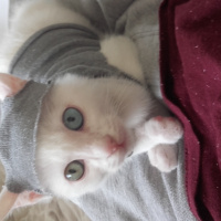 Van Kedisi, Kedi  minoş fotoğrafı