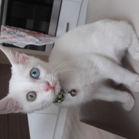 Van Kedisi, Kedi  minoş fotoğrafı