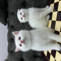 British Shorthair, Kedi  Bebiş fotoğrafı