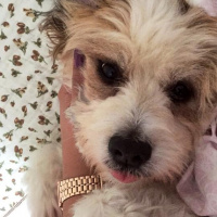 Maltese, Köpek  mayli fotoğrafı