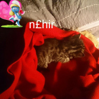 Tekir Kedi, Kedi  messi fotoğrafı