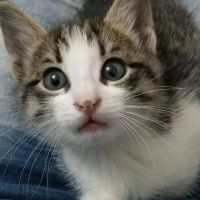 Tekir Kedi, Kedi  messi fotoğrafı