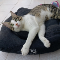 Tekir Kedi, Kedi  messi fotoğrafı