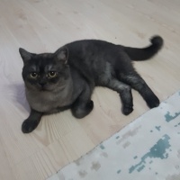 British Shorthair, Kedi  Lucky fotoğrafı