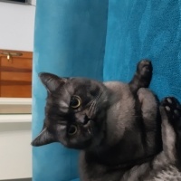 British Shorthair, Kedi  Lucky fotoğrafı