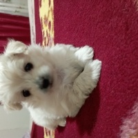Maltese, Köpek  Şeker.firari fotoğrafı