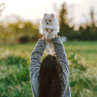 Pomeranyalı, Köpek  Küçük fotoğrafı