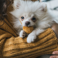 Pomeranyalı, Köpek  Küçük fotoğrafı