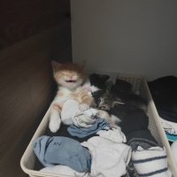 Tekir Kedi, Kedi  Hera fotoğrafı