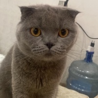 Scottish Fold, Kedi  Fıstık fotoğrafı