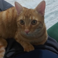 Sarman, Kedi  Tarçın fotoğrafı