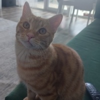 Sarman, Kedi  Tarçın fotoğrafı