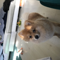 Pomeranyalı, Köpek  Ati fotoğrafı