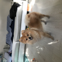 Pomeranyalı, Köpek  Ati fotoğrafı