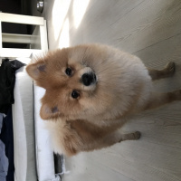 Pomeranyalı, Köpek  Ati fotoğrafı