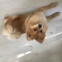 Pomeranyalı, Köpek  Ati fotoğrafı