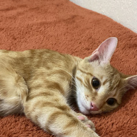 Sarman, Kedi  Tarçın fotoğrafı