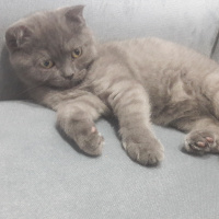 Scottish Fold, Kedi  Minnak fotoğrafı