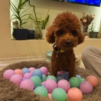 Poodle (Minyatür Kaniş), Köpek  Kaju fotoğrafı